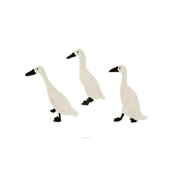 INDIAN RUNNER DUCKS POSTER
